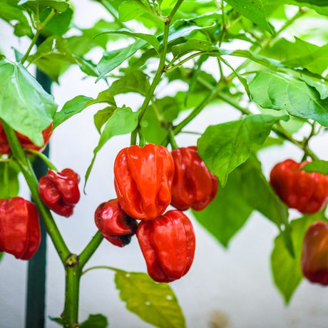 Pepper Seeds - Hot Pepper - Caribbean Red Habanero - Alliance of Native Seedkeepers - Vegetable Seeds