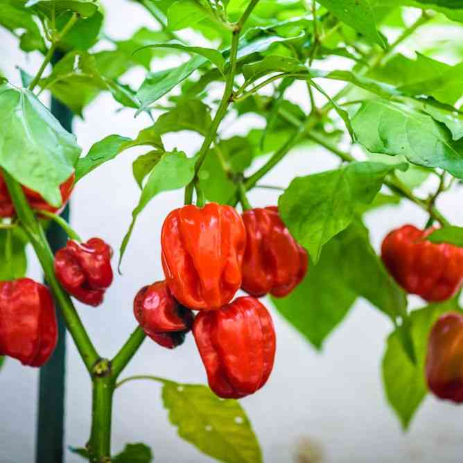 Caribbean Red Habanero Pepper Seeds