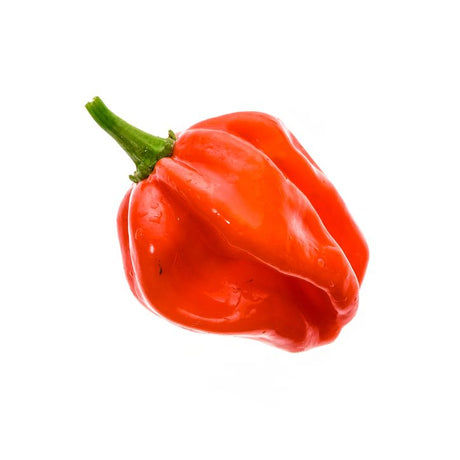 Pepper Seeds - Hot Pepper - Caribbean Red Habanero - Alliance of Native Seedkeepers - Vegetable Seeds