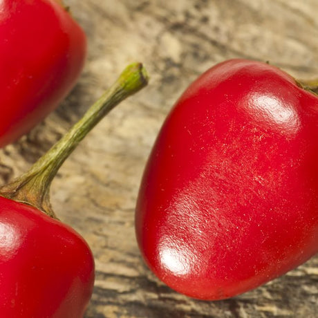 Pepper Seeds - Hot Pepper - Cascabel - Alliance of Native Seedkeepers - Vegetable Seeds