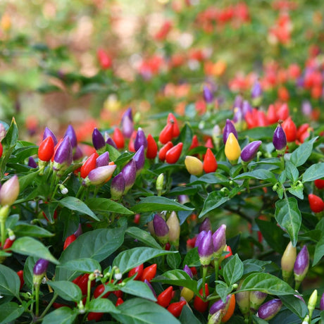 Pepper Seeds - Hot Pepper - Chinese Five Color - Alliance of Native Seedkeepers - Vegetable Seeds