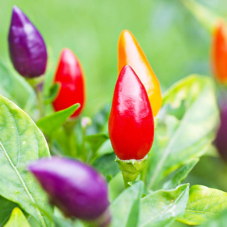 Pepper Seeds - Hot Pepper - Chinese Five Color - Alliance of Native Seedkeepers - Vegetable Seeds