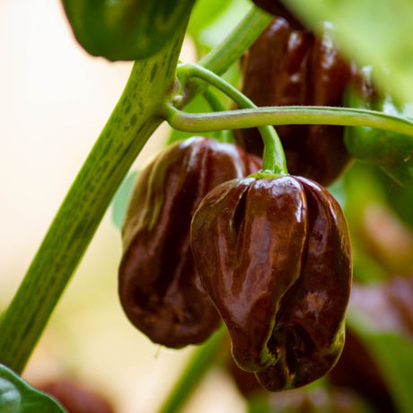 Pepper Seeds - Hot Pepper - Chocolate Habanero (Black Congo) - Alliance of Native Seedkeepers - Vegetable Seeds