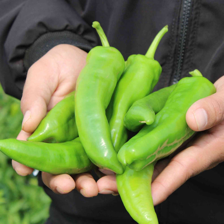 NuMex Heritage 6-4 Pepper Seeds