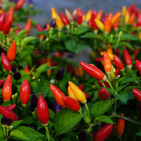 Pepper Seeds - Hot Pepper - NuMex Twilight - Alliance of Native Seedkeepers - Vegetable Seeds