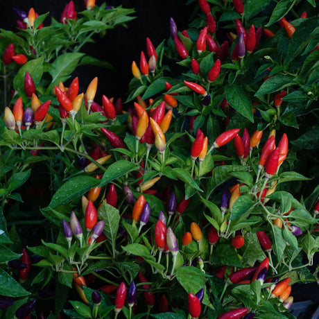 Pepper Seeds - Hot Pepper - NuMex Twilight - Alliance of Native Seedkeepers - Vegetable Seeds