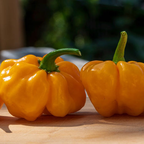 Pepper Seeds - Hot Pepper - Scotch Bonnet Jamaican Yellow (MOA) - Alliance of Native Seedkeepers - Vegetable Seeds