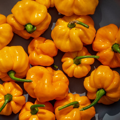 Pepper Seeds - Hot Pepper - Scotch Bonnet Jamaican Yellow (MOA) - Alliance of Native Seedkeepers - Vegetable Seeds