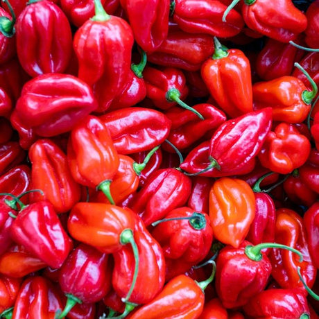 Pepper Seeds - Hot Pepper - Scotch Bonnet Red - Alliance of Native Seedkeepers - Vegetable Seeds