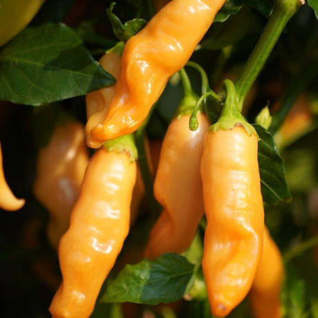 Pepper Seeds - Hot Pepper - Sugar Rush Peach - Alliance of Native Seedkeepers - Vegetable Seeds