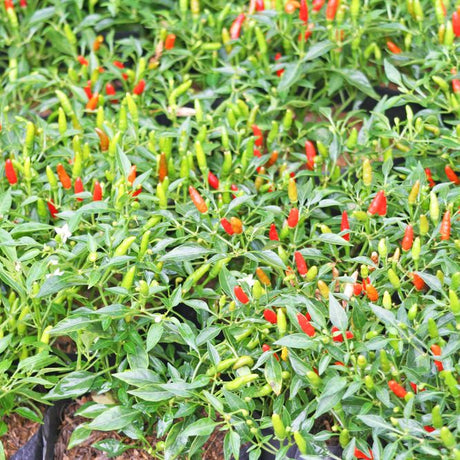 Pepper Seeds - Hot Pepper - Thai Bird’s Eye (Prik Kee Noo) - Alliance of Native Seedkeepers - Vegetable Seeds