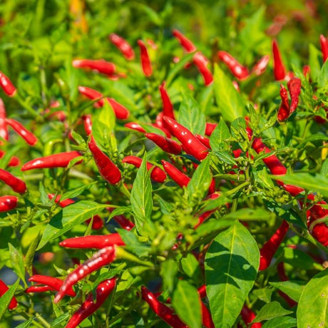 Pepper Seeds - Hot Pepper - Thai Dragon - Alliance of Native Seedkeepers - Vegetable Seeds