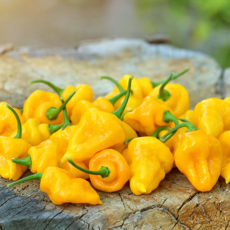 Pepper Seeds - Hot Pepper - Trinidad Perfume - Alliance of Native Seedkeepers - Vegetable Seeds