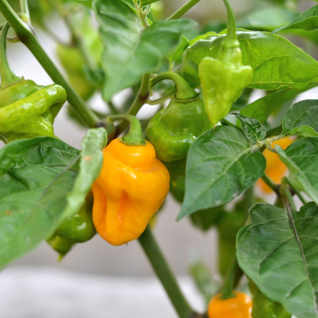 Pepper Seeds - Hot Pepper - Trinidad Perfume - Alliance of Native Seedkeepers - Vegetable Seeds
