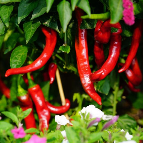 Pepper Seeds - Sweet - Jimmy Nardello - Alliance of Native Seedkeepers - Vegetable Seeds