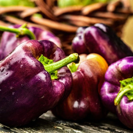 Pepper Seeds - Sweet - Lilac Bell - Alliance of Native Seedkeepers - Vegetable Seeds