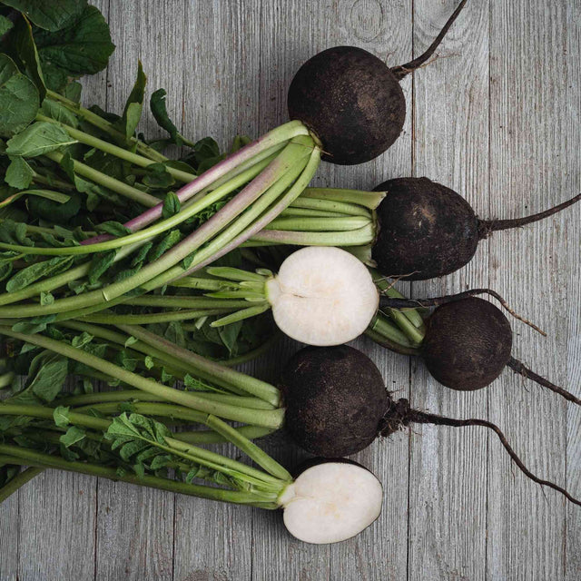 Radish Seeds - Black Spanish - Alliance of Native Seedkeepers - Vegetable Seeds
