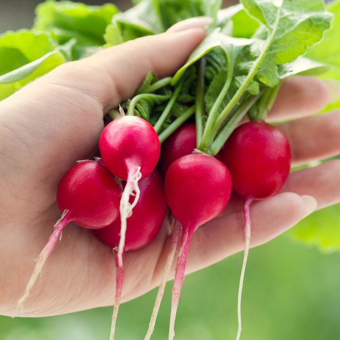 Radish Seeds - Champion - Alliance of Native Seedkeepers - Vegetable Seeds