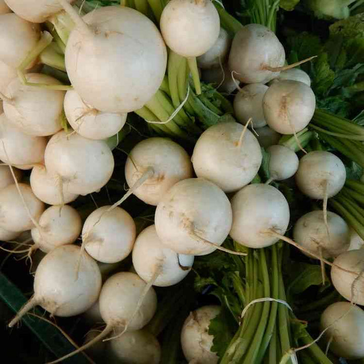 Hailstone Radish Seeds