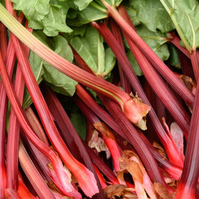 Rhubarb - Victoria - Alliance of Native Seedkeepers - Vegetable Seeds
