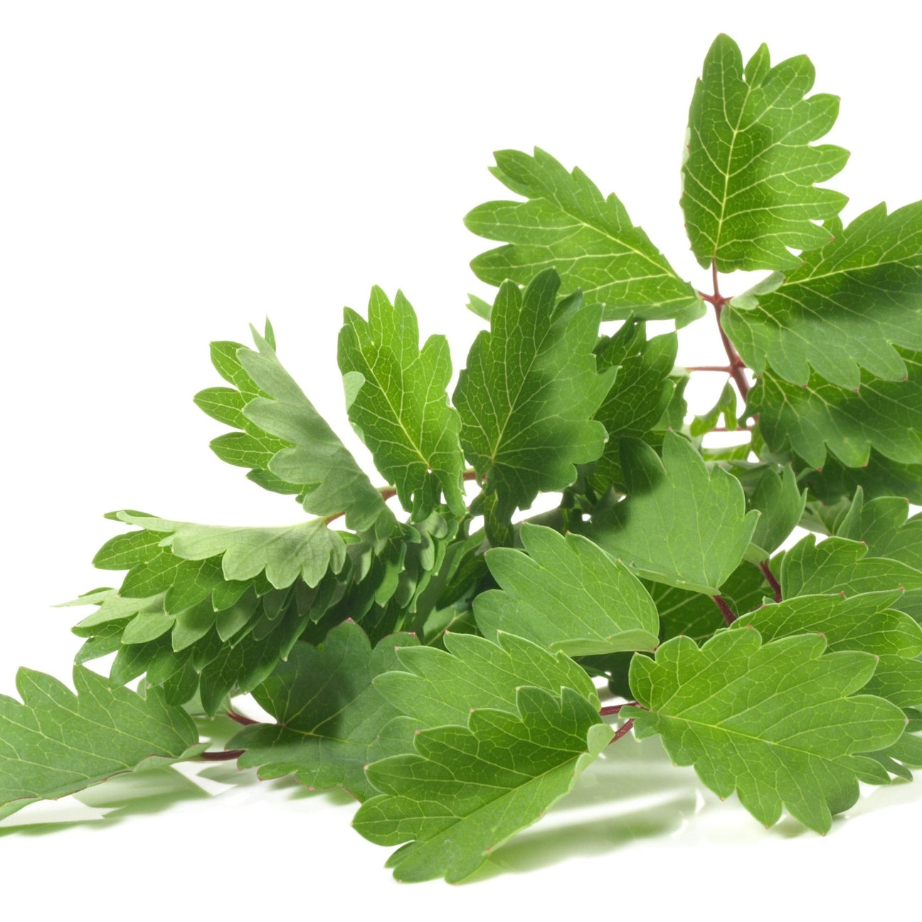 Salad Burnet Seeds - Alliance of Native Seedkeepers - Herb Seeds
