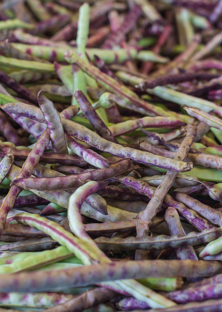 Mississippi Purple Hull Cowpea