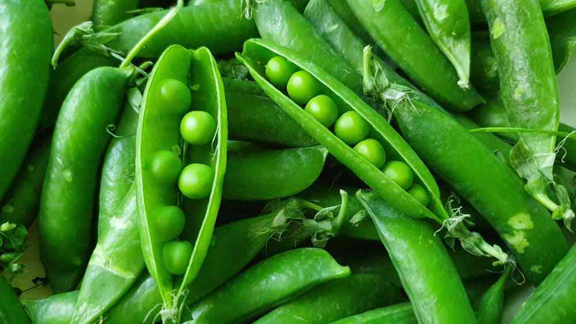 Fresh super sugar snap pea pods with green peas inside