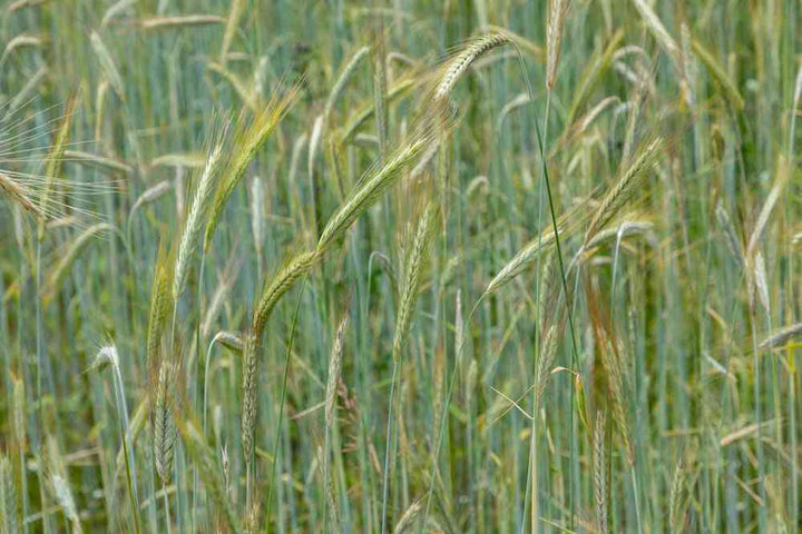Winter Rye