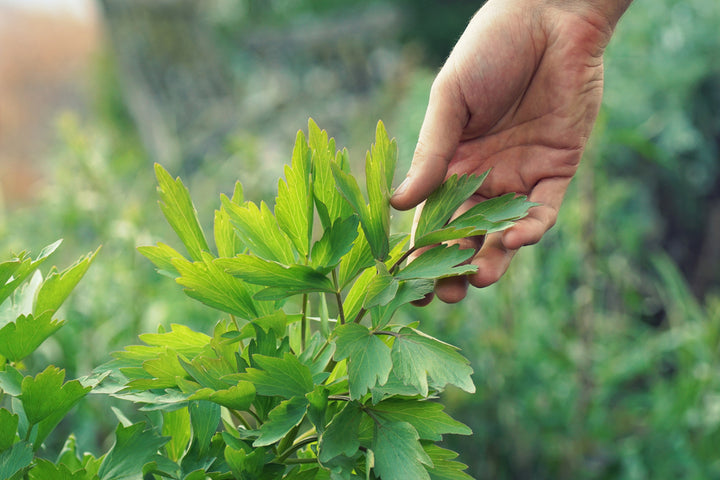 Lovage Parsley Seeds