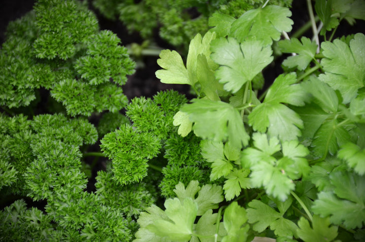 Garden Blend Parsley Seeds