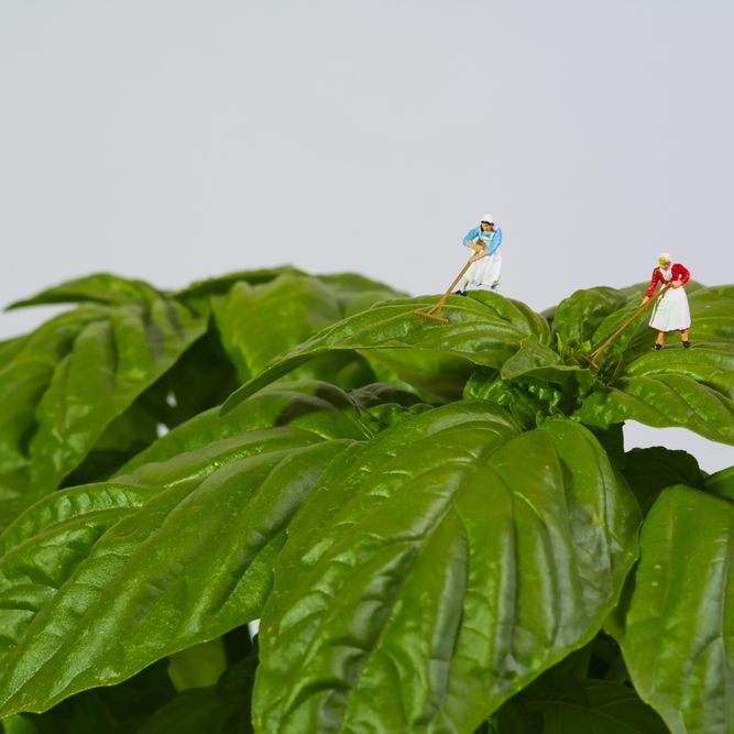 Basil Seeds - Mammoth