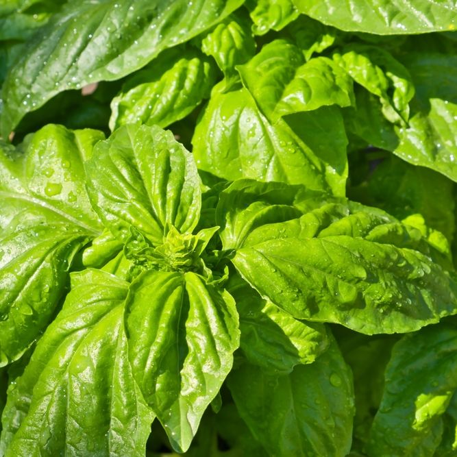 Basil Seeds - Mammoth