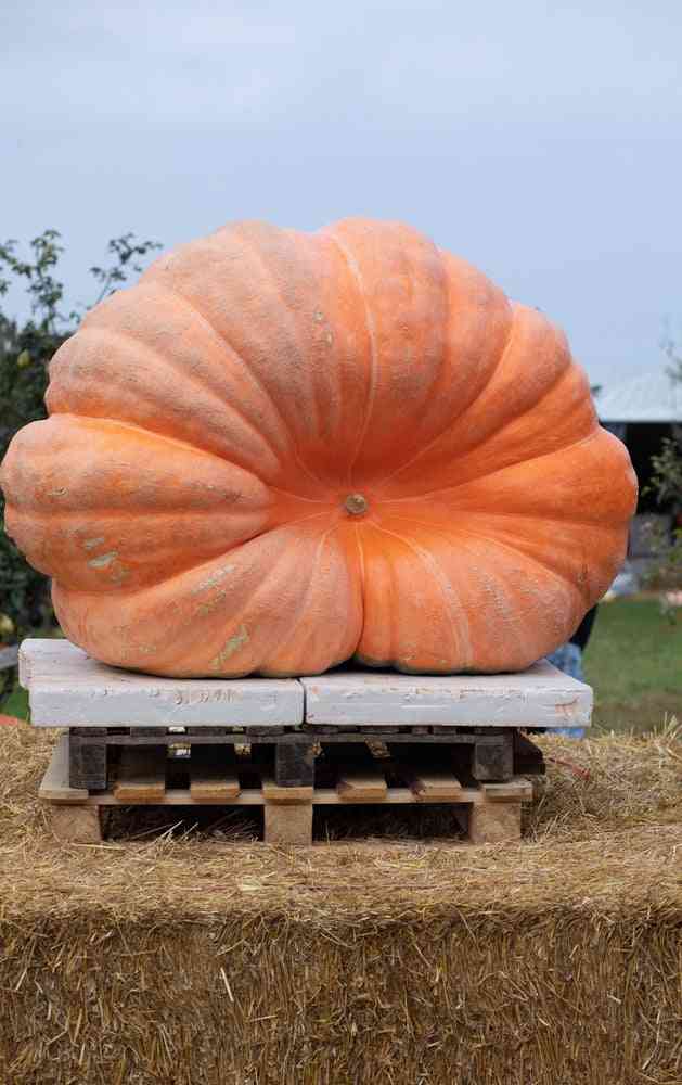 Pumpkin Seeds - Dill's Atlantic Giant - Alliance of Native Seedkeepers