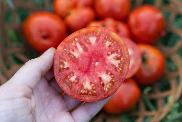 Floradade tomato seeds showcasing healthy fruit growth for garden enthusiasts and commercial growers