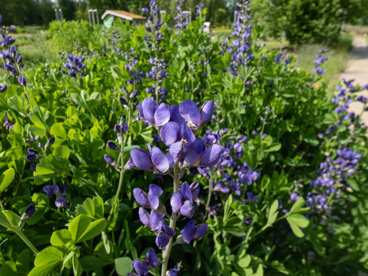 Wild Blue Indigo Seeds