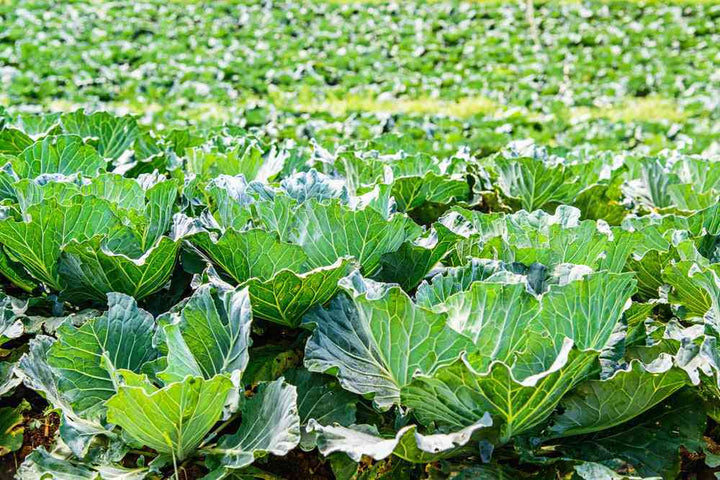 Carolina Cabbage Collard