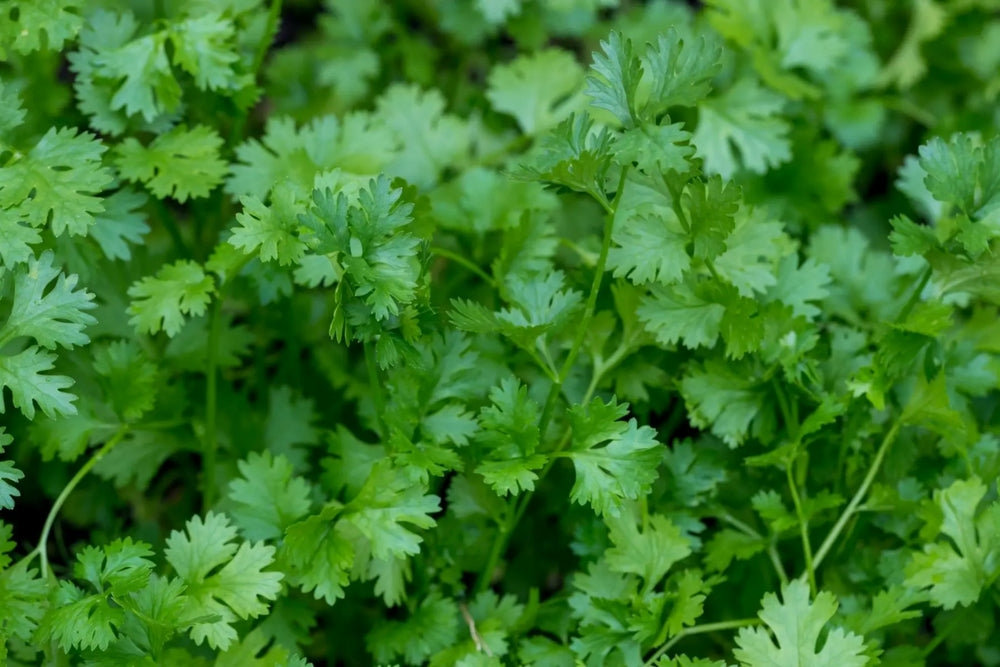 Cilantro Seeds - Leisure Splits