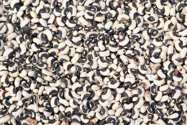 Black and white Phenomenal cowpeas seeds for planting