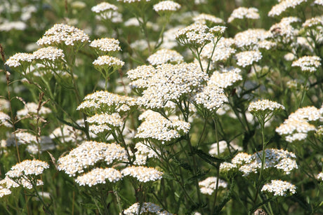Achillea Seeds - Common White Yarrow