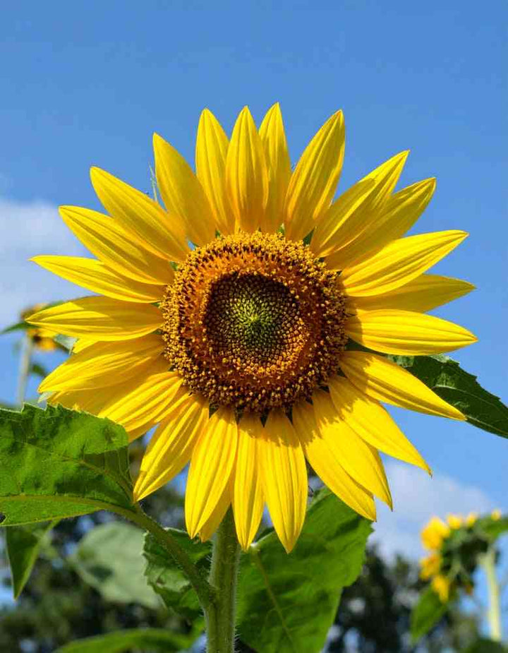 Arikara Sunflower Seeds
