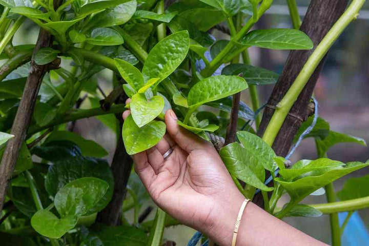 Green Vines Supreme Malabar