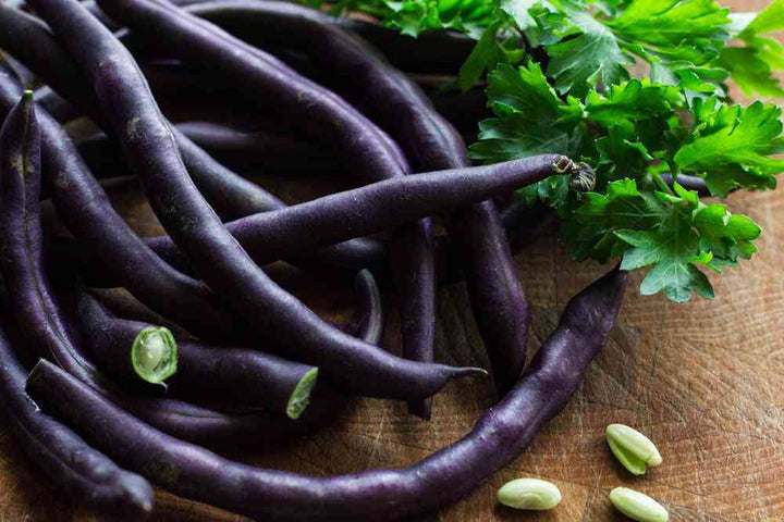 Purple Podded Bean Seeds