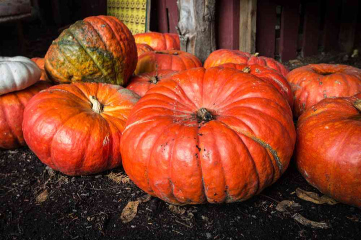 Rouge Vif d’Étampes Cinderella Pumpkin Seeds