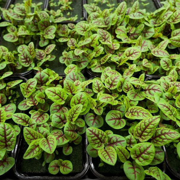 Sorrel Seeds - Red Apache - Alliance of Native Seedkeepers - Herb Seeds