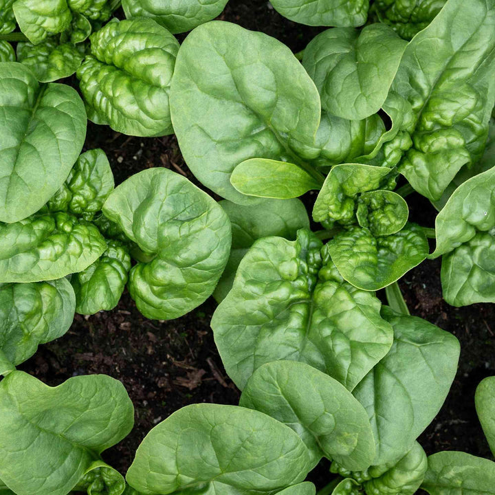 Bloomsdale Long Standing Spinach