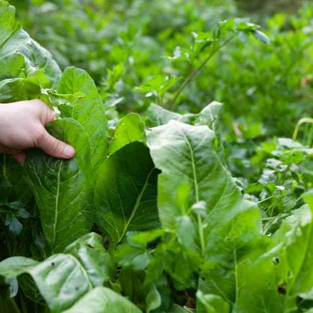 Winter Giant Spinach