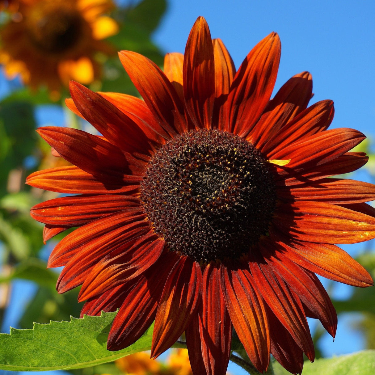 Sunflower Seeds - Velvet Queen - Alliance of Native Seedkeepers - Flower Seeds