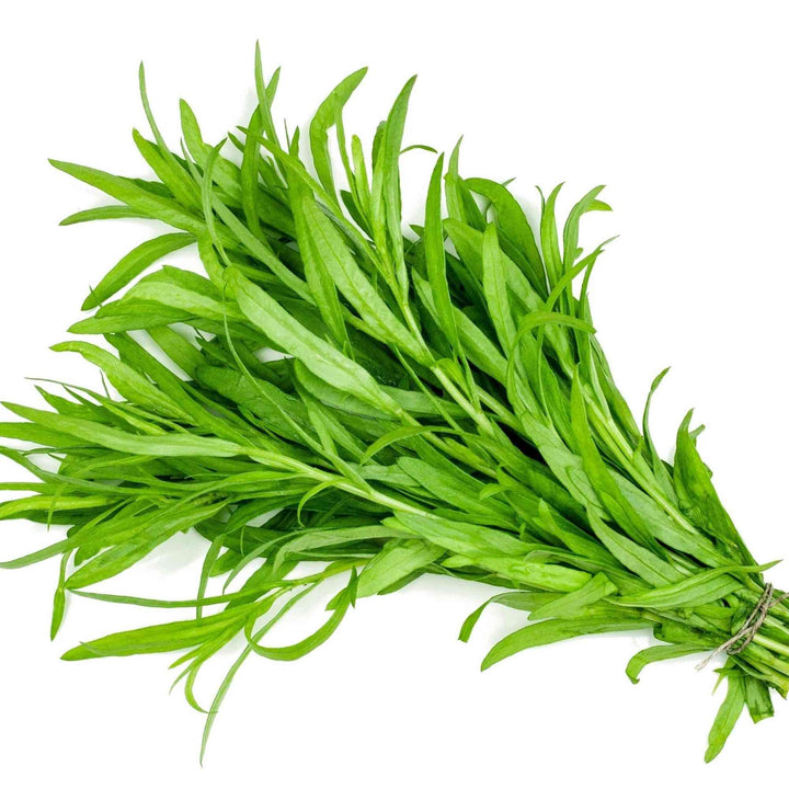 Russian Tarragon