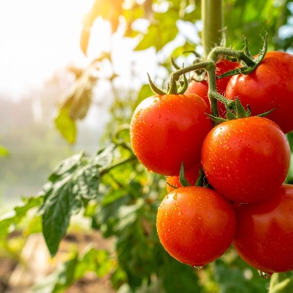 Tomato Seeds - Determinate - Ace 55 VF Tomato Slicing - Alliance of Native Seedkeepers - Vegetable Seeds