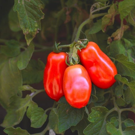 Tomato Seeds - Determinate - San Marzano Roma - Alliance of Native Seedkeepers - Vegetable Seeds